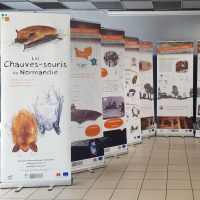 Chauves-souris