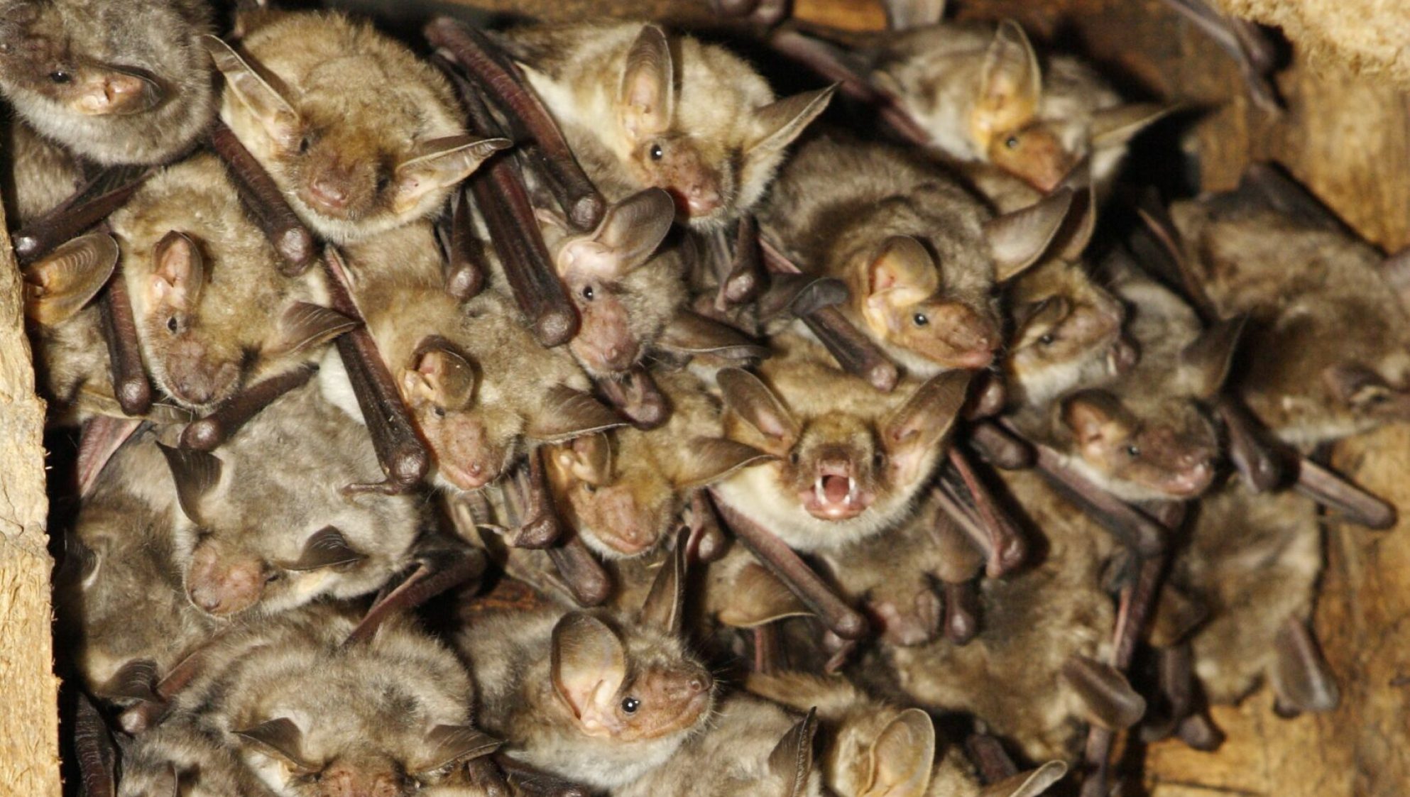 Colonie de reproduction de Grands Murins (Myotis myotis) @ Christophe PERELLE